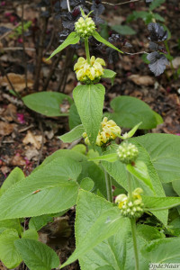 Phlomis chrysophylla            